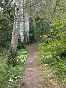 A path with white birch trees and green grass. 