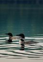 a pair of loons swimming in the dusk