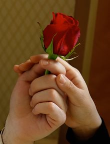 two hands holding a red rose